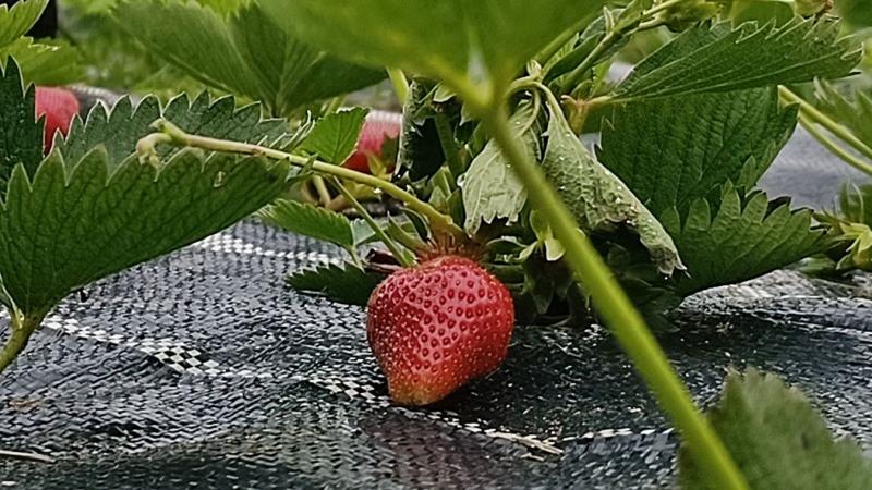 Hamarosan beköszönt az eperszezon!