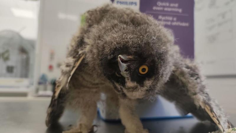 Furcsa, de mégis valóságos: a kitekert nyakkal élő lények történetei között sokszor felmerül a kérdés – vajon lehetséges ez?