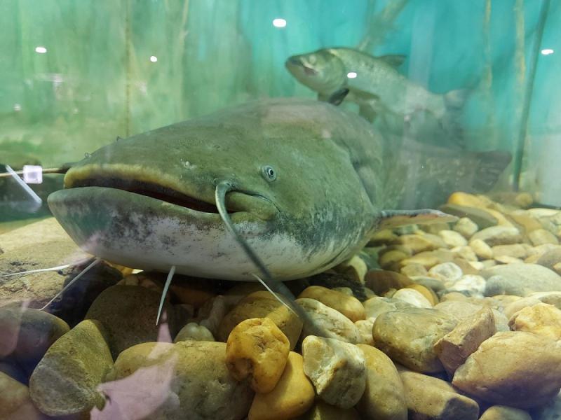 A halfogyasztás népszerűsítése továbbra is középpontban áll a 