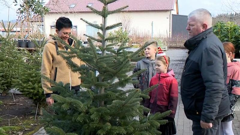 Besenczi Árpád és felesége, valamint négy gyermekük minden évben közösen válogatják ki a tökéletes fenyőfát: 