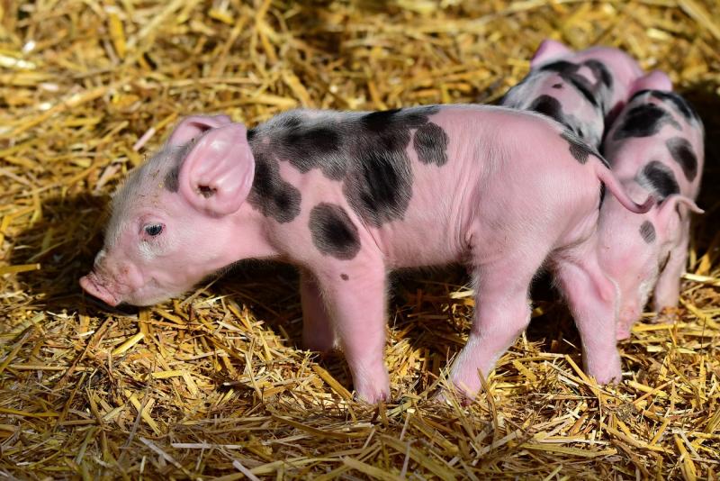 A Dombegyházi Agrár Zrt. büszkén gazdálkodik körülbelül 5000 hektáron elterülő szántófölddel, emellett egy 1000 kocás sertéstelep is működik a vállalat keretein belül. Az alábbi kép csupán illusztrációként szolgál.