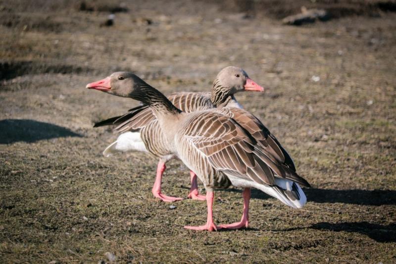 A Körösvölgyi Állatparkban különleges látványosság várta a látogatókat: a nyári ludak szépen összeálltak egy párba. Az esemény nemcsak a természet szerelmeseit vonzotta, hanem mindazokat is, akik szeretik megfigyelni a vadvilág csodáit.