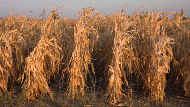 Termelők helyzete itthon: Íme egy javaslat, amellyel támogatásukat erősíthetnénk - Agrárszektor