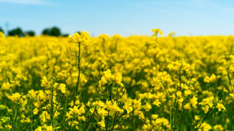 Fedezd fel a Lidea legújabb repce változatát, amely forradalmasítja a mezőgazdaságot! (x) - Agrárszektor