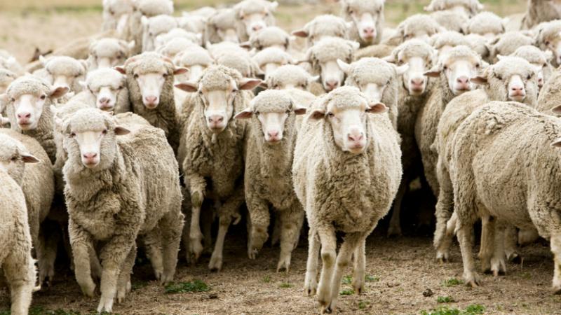 Megkezdődtek az elbírálási folyamatok: most derül ki, melyik gazdálkodó részesül a támogatásban - Agro Napló