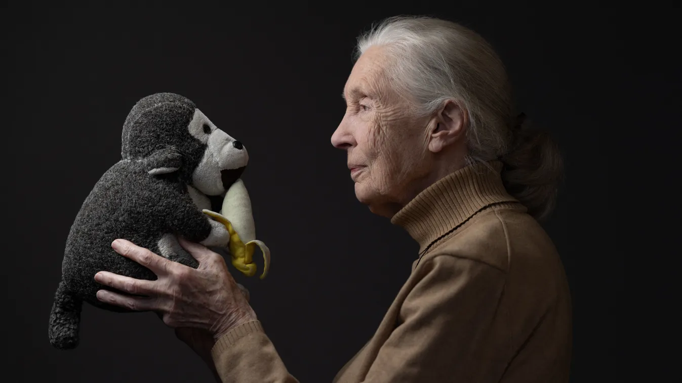 Egy különleges nő, aki forradalmasította az állatvilágról alkotott elképzeléseinket - Jane Goodall életének legmeghatározóbb pillanatai képekben.